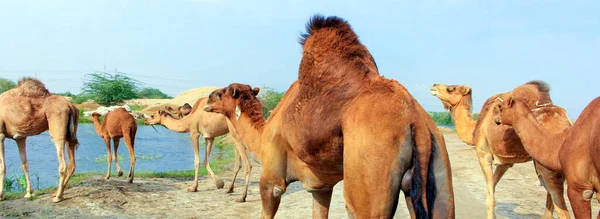 ラクダは 背中に として知られている独特の脂肪の堆積物を持つカメラス属の偶数つま先のアングルです ラクダは長い間家畜化されてきた — ストック写真