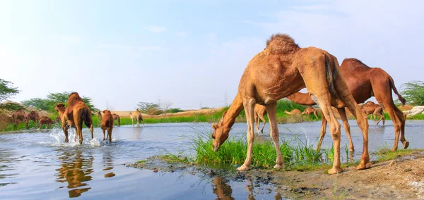 Deve, Camelus cinsinde, sırtında 