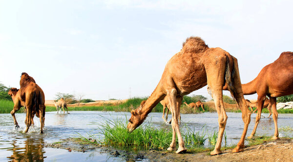 Верблюд является копытным копытом рода Camelus, который имеет отличительные жировые отложения, известные как "горбы" на спине. Верблюды давно одомашнены.