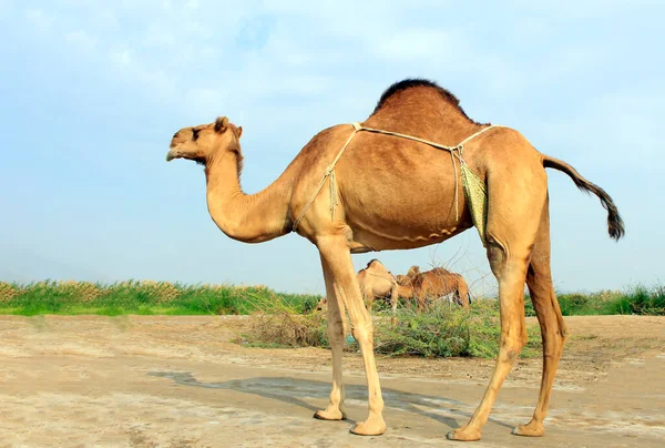 Een Kameel Een Egale Ungulate Het Geslacht Camelus Dat Kenmerkende — Stockfoto