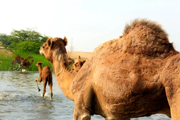 Deve, Camelus cinsinde, sırtında 