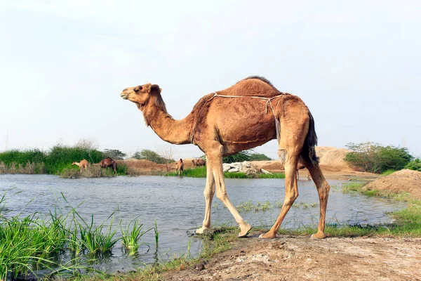 Deve, Camelus cinsinde, sırtında 