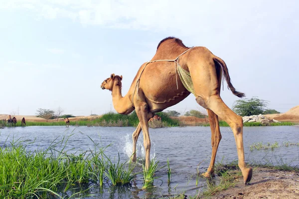 Deve, Camelus cinsinde, sırtında 