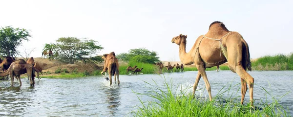 Deve, Camelus cinsinde, sırtında 