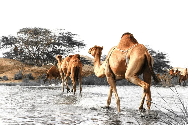 Deve, Camelus cinsinde, sırtında 