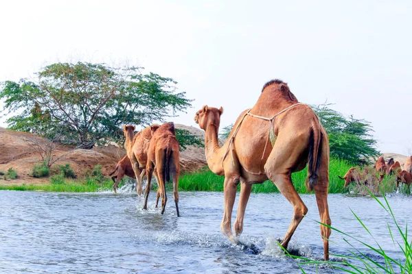 Deve, Camelus cinsinde, sırtında 