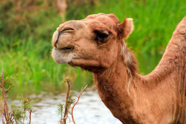 Camel Even Toed Ungulate Genus Camelus Bears Distinctive Fatty Deposits — Stock Photo, Image