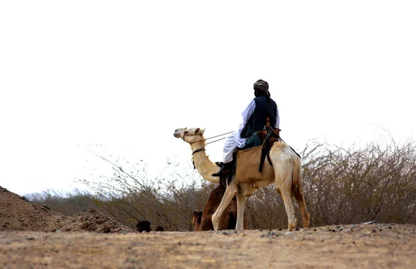 Chameau Est Ongulé Doigts Pairs Genre Camelus Qui Porte Des — Photo