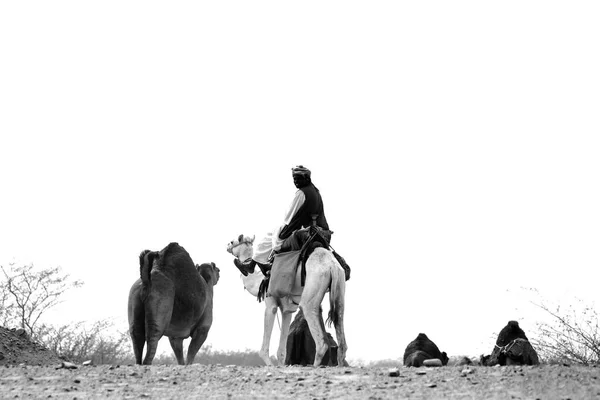 骆驼是驼鹿属的一种双足食人鱼 背上有独特的脂肪沉积 被称为 骆驼早就被驯化了 — 图库照片