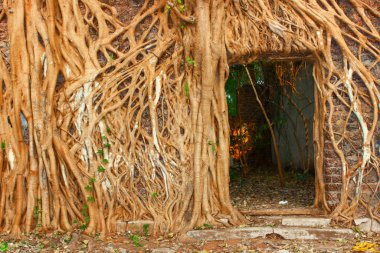 Duvardaki Banyan Ağacı rotası Ponnani, kerala