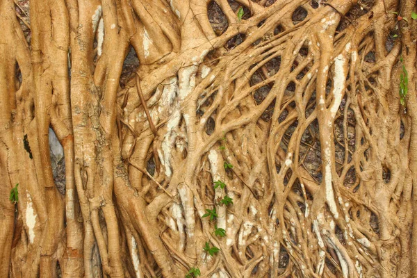 Banyan Ruta Del Árbol Pared Ponnani Kerala —  Fotos de Stock