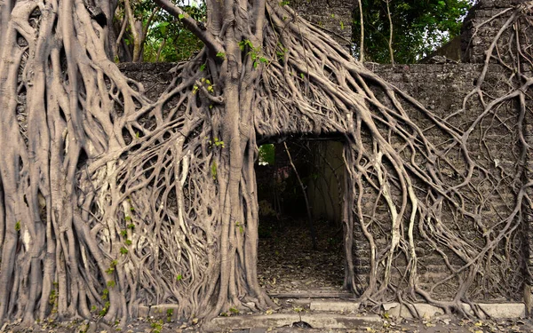 塀の上のガジュマルの木ルート Ponnani Kerala — ストック写真