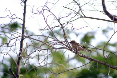 ağaç dalları üzerinde serçe