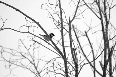 ağaç dalları üzerinde serçe