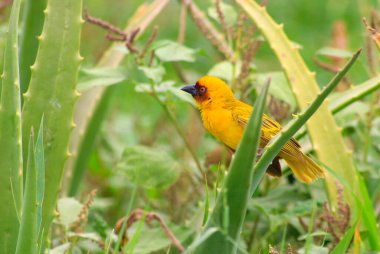 bokeh ışıkları arkaplan beyaz