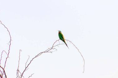 Yeşil Arı yiyen kuş