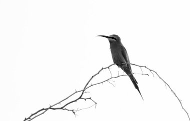 Yeşil Arı yiyen kuş