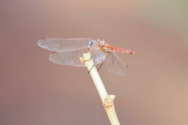 Yusufçuk, Odonata takımına ait bir böcektir.