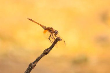 Yusufçuk, Odonata takımına ait bir böcektir.