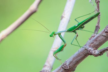 Böcekler ya da Böcekler pancrustacean altıgen omurgasızlarıdır ve eklembacaklılar filizindeki en büyük gruptur..