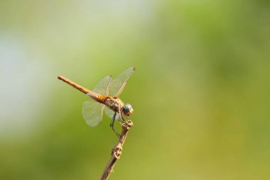 Yusufçuk, Odonata takımına ait bir böcektir.