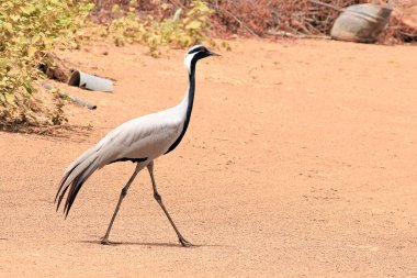 Flamingolar veya flamingolar Phoenicopteridae familyasından Phoenicopteridae familyasından bir kuş türü.