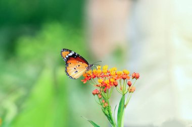 Bitkiler üzerinde sade kaplan kelebeği