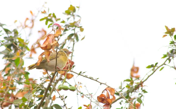 名前のついたインドの鳥の写真 — ストック写真