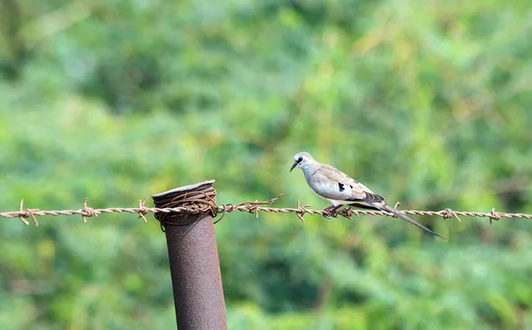 Indyjskie Ptaki Zdjęcia Nazwami — Zdjęcie stockowe