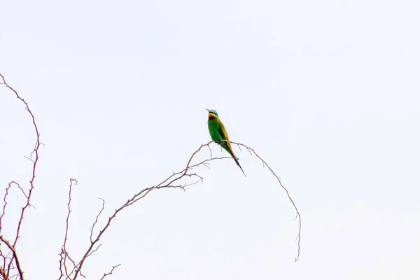 Green Bee Eater Ptak — Zdjęcie stockowe