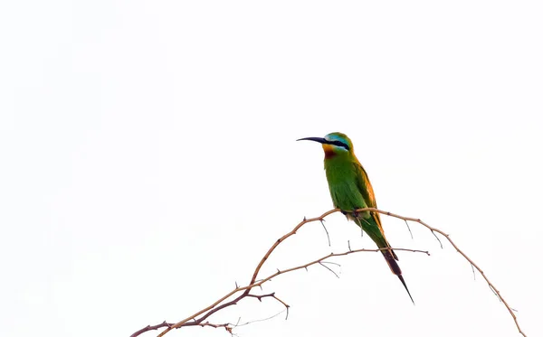 Pájaro Devorador Abeja Verde — Foto de Stock