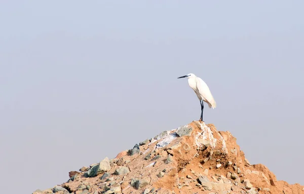 Indiaanse Vogels Met Namen — Stockfoto