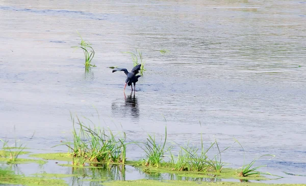 Indiaanse Vogels Met Namen — Stockfoto