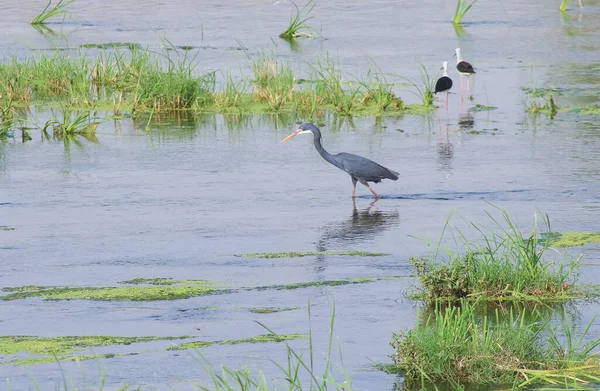 Indiaanse Vogels Met Namen — Stockfoto