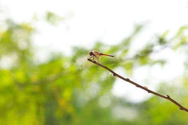 Een Libel Een Insect Behorend Tot Orde Van Libellen Odonata — Stockfoto