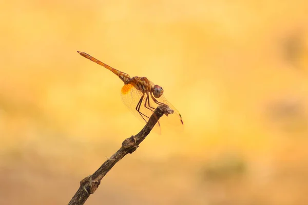 Dragonfly Insect Belonging Order Odonata — Stok Foto