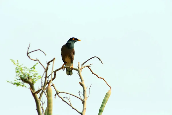 Indiaanse Vogels Met Namen — Stockfoto