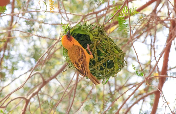 Ağaca Yuva Yapan Örgü Kuşu — Stok fotoğraf