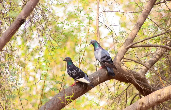 Palomas Colores Ramas — Foto de Stock