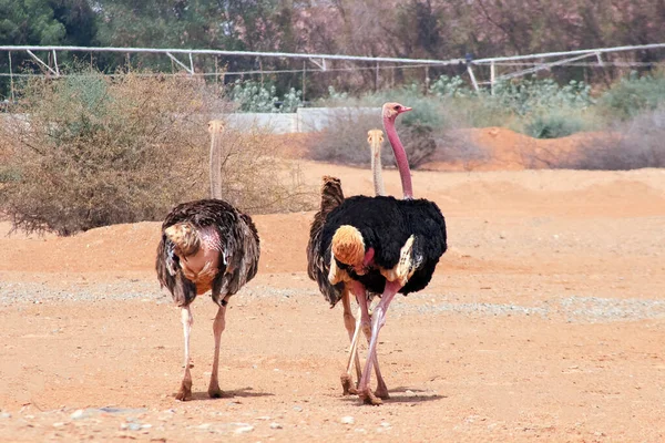 Struthio Ett Fågelsläkte Ordningen Struthioniformes Vars Medlemmar Strutsarna Det Del — Stockfoto