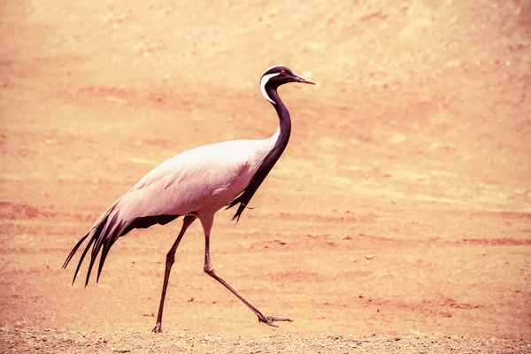 Antropoïden Paradijsvogel — Stockfoto