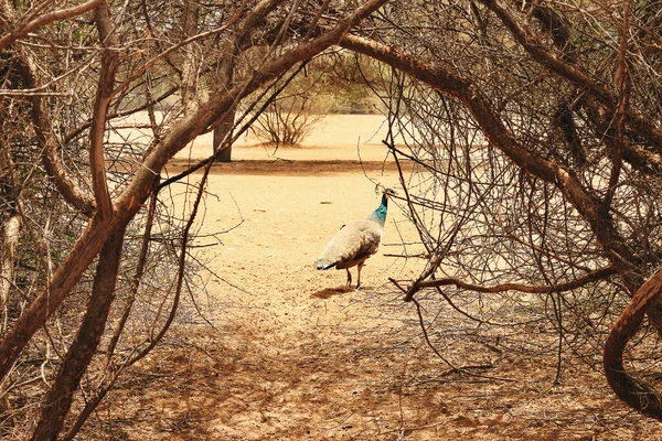 Hintli Kuşların Isimlerle Çekilmiş Resimleri — Stok fotoğraf