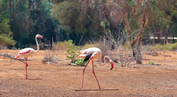 Flamingos Oder Flamingos Sind Eine Art Watvogel Aus Der Familie — Stockfoto