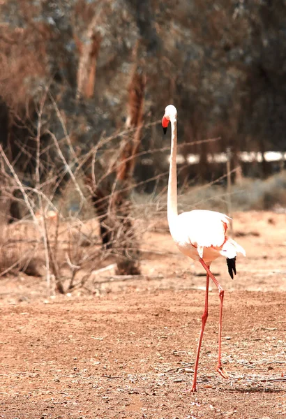 Flamingo Phoenicopteridae Zijn Een Familie Van Vogels Uit Orde Der — Stockfoto