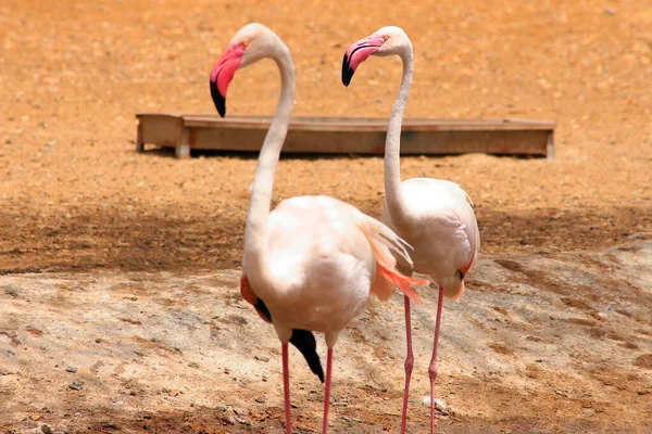 Flamingos or flamingoes are a type of wading bird in the family Phoenicopteridae, the only bird family in the order Phoenicopteriformes