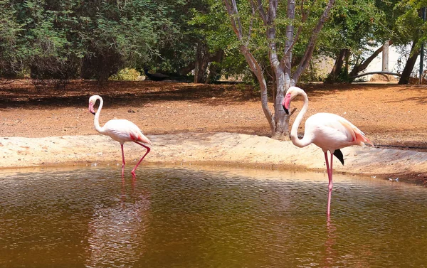 Flamingos or flamingoes are a type of wading bird in the family Phoenicopteridae, the only bird family in the order Phoenicopteriformes