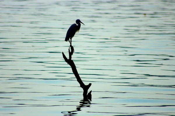 Indian Birds Pictures Names — стокове фото