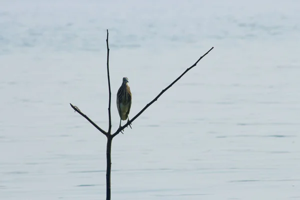 Indian Birds Pictures Names — Stock Photo, Image