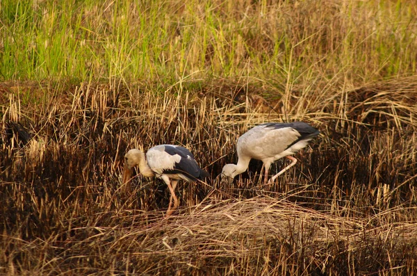 名前のついたインドの鳥の写真 — ストック写真