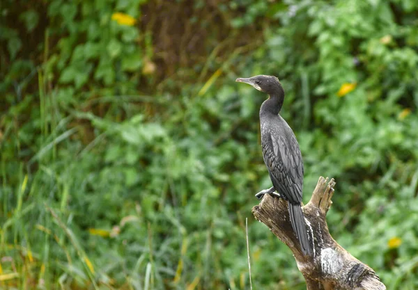 Indiaanse Vogels Met Namen — Stockfoto